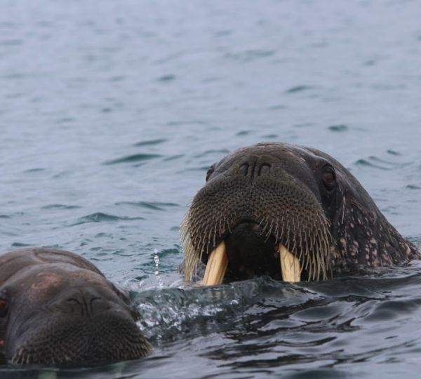 Walruses Up Close